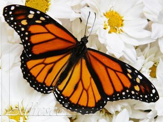 Скачать бесплатно фотографию Организация праздников Уникальный подарок из живых бабочек 33888937 в Ставрополе