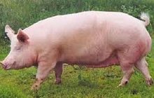Кормовая добавка для свиней 15%