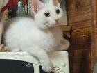 Купить Котенка В Тюмени Недорого С Фото