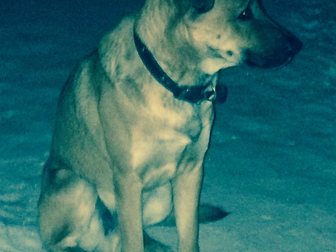 Скачать бесплатно foto Найденные Найдена собака 32429511 в Тольятти