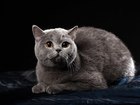 Просмотреть foto Вязка Британская голубая кошечка с документами ищет котика, 34350546 в Северске