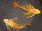 Скачать бесплатно фото Аквариумные рыбки Сомики анциструсы (вуалевые сомики) 33939476 в Туле