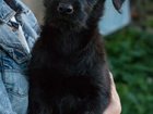 Смотреть фотографию Продажа собак, щенков Отдам даром щенка 2,5 мес 33070166 в Твери