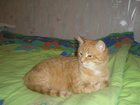 Смотреть foto Потерянные Потерян кот 33249895 в Уфе