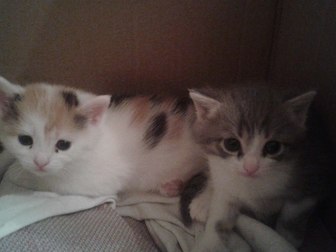  foto   -        37764811  