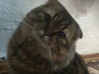 Скачать изображение Вязка Шотланский вислоухий котик c родословной и всеми прививками, 33965925 в Улан-Удэ