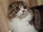 Увидеть foto Вязка Шотландский кот Нафаня ищет Шотландскую кошечку для вязки 34472834 в Улан-Удэ