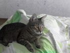 Просмотреть изображение Вязка молодая кошка 1,2 года ищет кота для вязки 32422801 в Ульяновске