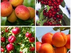 Новое foto Разное Саженцы плодово-ягодных деревьев 86357595 в Ульяновске