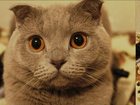 Скачать бесплатно изображение Вязка Шотландский вислоухий кот полтора года, ищет прямоухую британку! 32663614 в Великом Новгороде