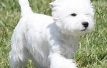 Продается девочка шоу класса West highland white terrier
