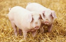БВМ добавка для свиней Purina 15%