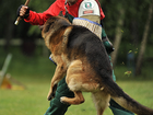 Скачать фото Другие животные Дрессировка собак Видное Домодедово Подольск 37069113 в Видном