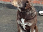 Увидеть фотографию Вязка собак Вязка собак, Поиск самки для Джафарчика, 67766718 в Владикавказе