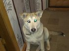 Скачать бесплатно foto Потерянные Пропала собака по кличке БЕЛЫЙ 32402209 в Владимире