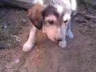Скачать бесплатно foto Приму в дар Отдам щенка 2 месяца (мальчик) от средней собаки, Очень нуждается в хозяине 33711240 в Волгодонске