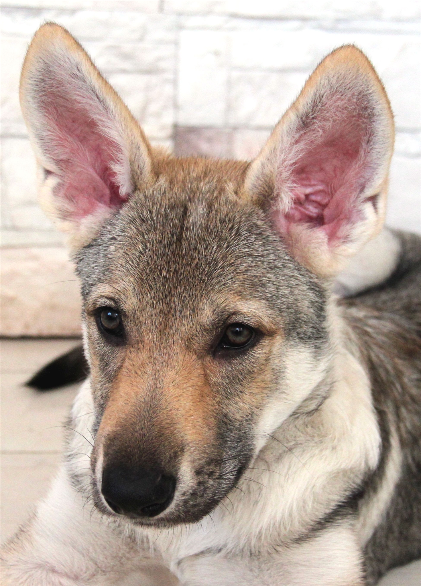 Чехословацкая Волчья собака щенок 5 месяцев
