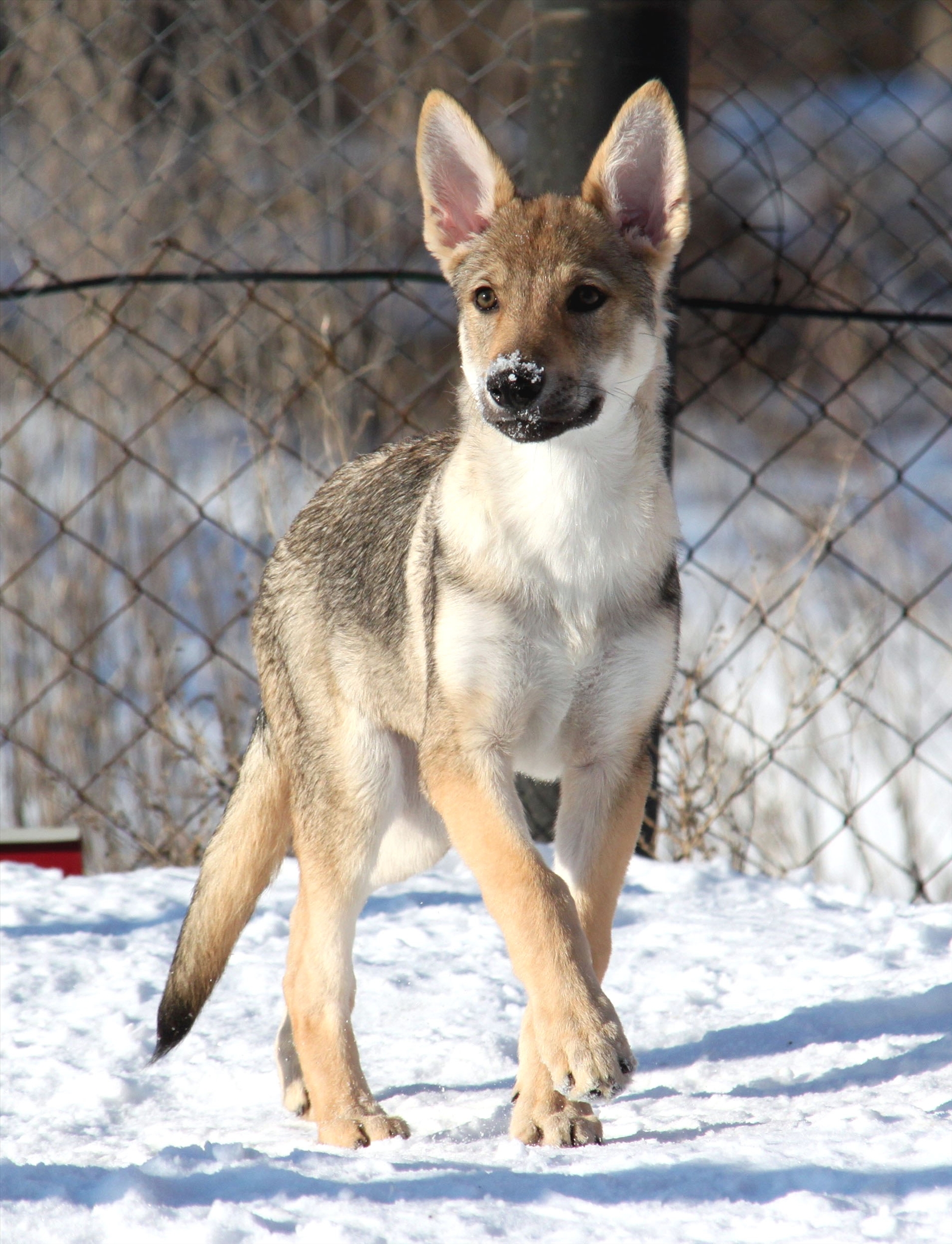 Чехословацкий влчак щенок 5 месяцев