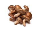 Свежее фотографию  Выращивание грибов шиитаке в подвале! 36805253 в Вологде