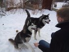 Уникальное фото Находки Пропала собака 32562005 в Воронеже