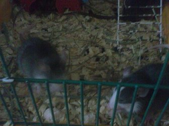 Свежее изображение Грызуны Продам декоративных крысят, 2 девочки,1 мальчик, 33092896 в Воронеже