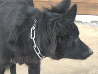 Найдена собака, предположительно девочка, черная с ошейником(металлическая цепь) в поселке Изумрудный рядом с деревней Медовка,  Ищем старых или новых ответственных в Воронеже