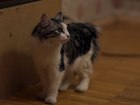 Уникальное foto Вязка кошек Кошка порода Курильский бобтейл ищет кота 67977594 в Зеленограде