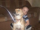 Уникальное фотографию Продажа собак, щенков Отдам даром 33243340 в Златоусте